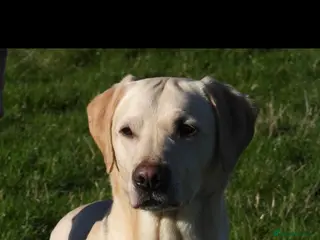 Labrador Retriever dogs Full KC health tested lab pups! - Advert 1