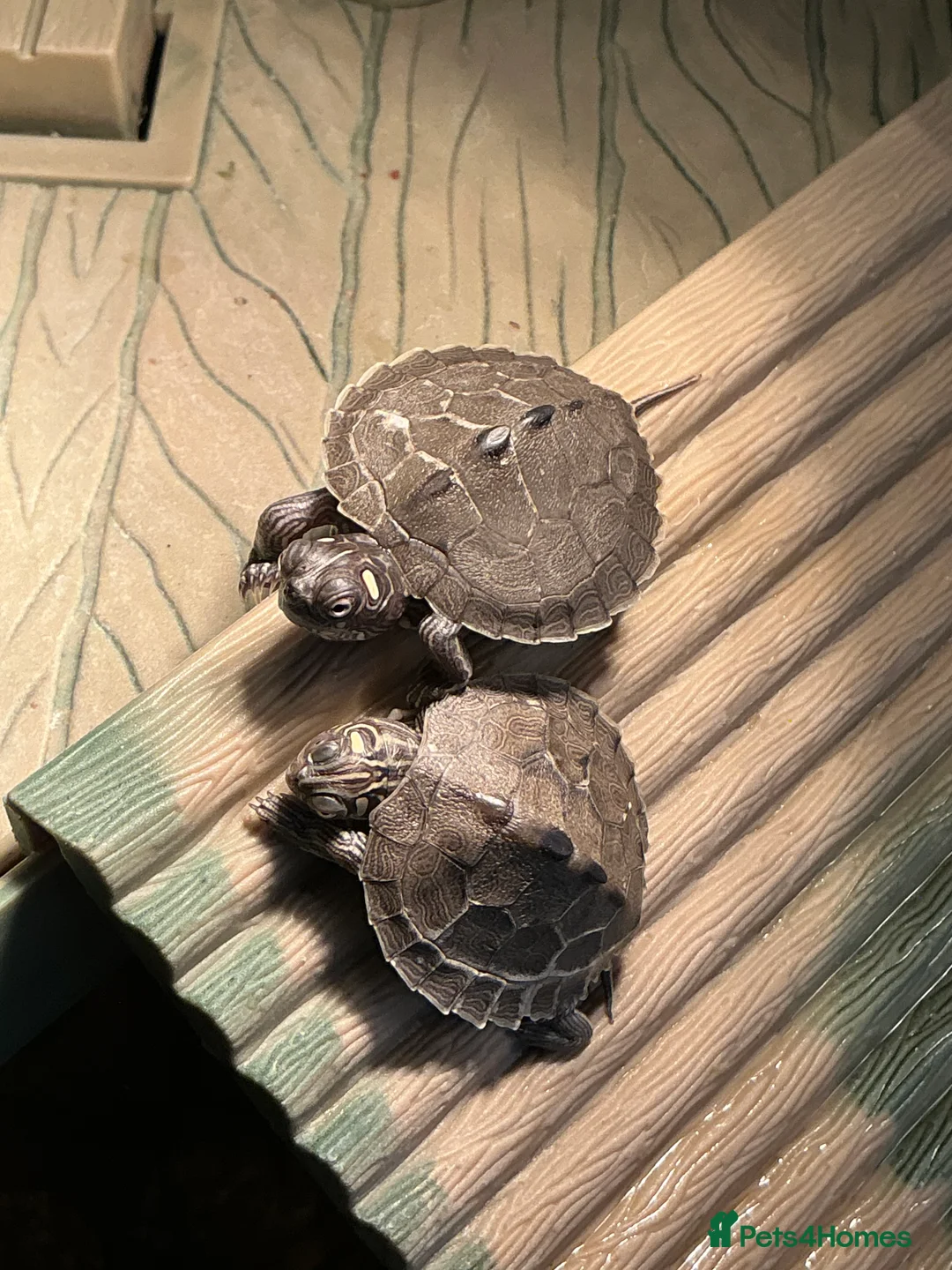 Turtle reptiles for sale: 2 young mississippi map turtles - Advert 1