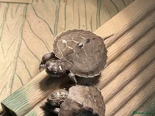 Turtle reptiles 2 young mississippi map turtles - Advert 7