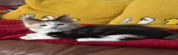 Maine Coon cats for sale: TICA Reg Maine Coon Kitten only one Red boy left  - Advert 23