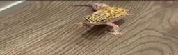 Leopard Gecko reptiles for sale: Selling a leopard gecko and the tank  - Advert 3
