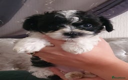 Shihpoo dogs for sale: Outstanding f1 toy shihpoos - Image 1