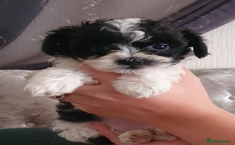 Shihpoo dogs - Advert 1