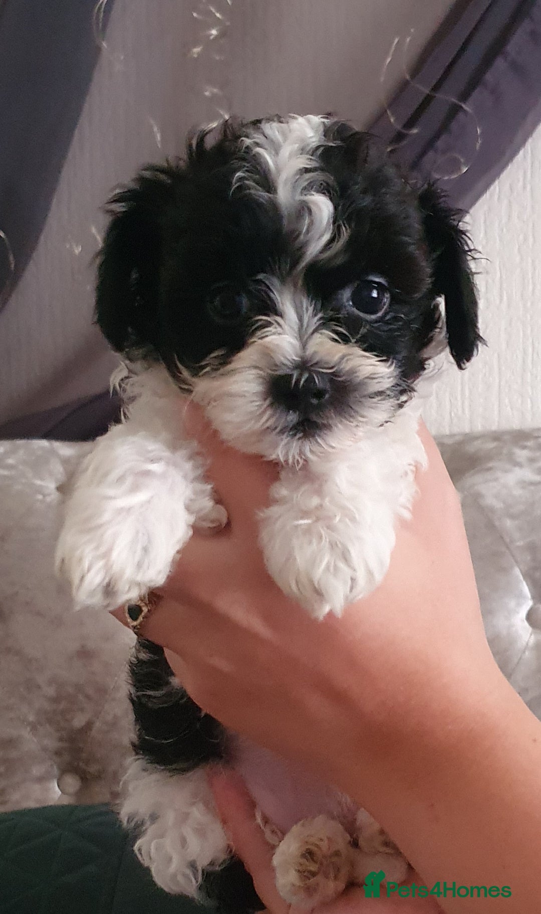 Shihpoo dogs for sale: Outstanding f1 toy shihpoos - Image 1