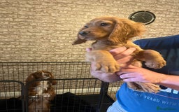 Cocker Spaniel dogs for sale: Fox red cocker spaniel pups  - Image 6