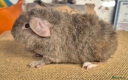 Guinea Pig rodents for sale: Baby male teddy guinea pigs - Image 1