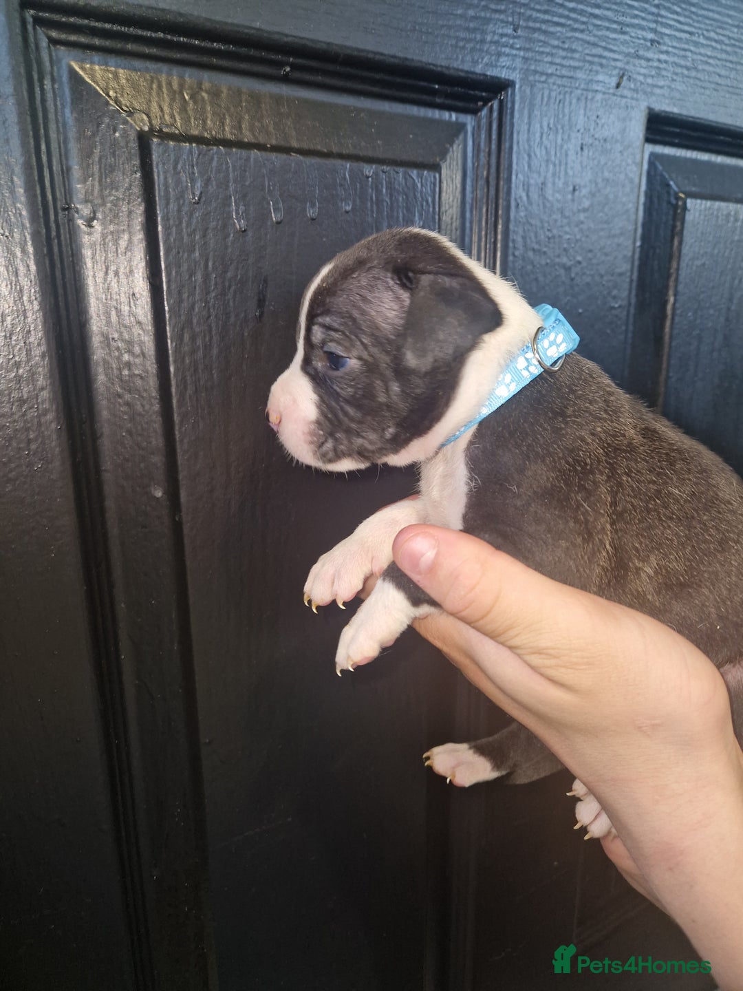 American Bulldog dogs for sale: American  bulldog  pups - Image 31