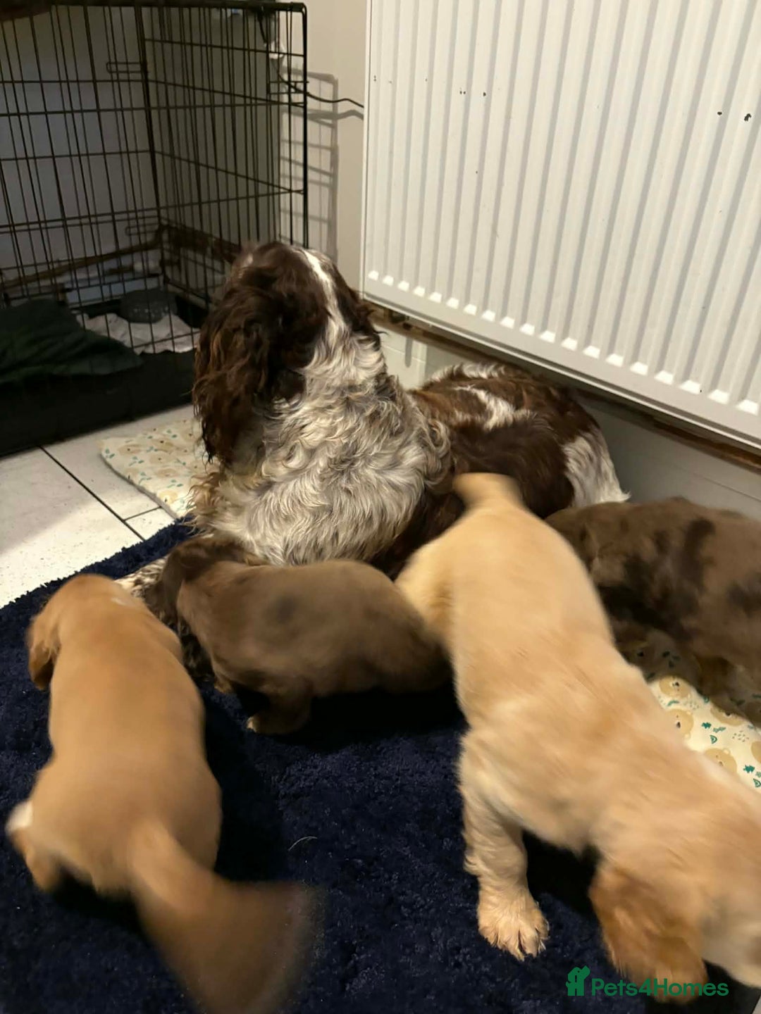 Cocker Spaniel dogs for sale: KC reg parents DNA health tested “show type”   - Advert 25