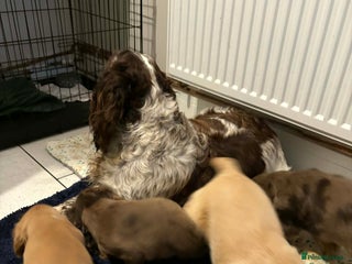 Cocker Spaniel dogs Kc Reg parents DNA health tested Show type 🧬✅🐶 - Advert 3