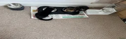 Mixed Breed cats for sale: Kitten - Advert 17