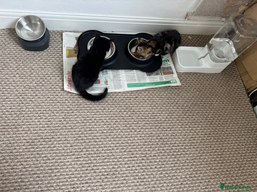 Mixed Breed cats for sale: Kitten - Advert 17
