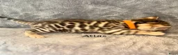 Bengal cats for sale: 🎬 Little Leopard Diaries | TICA Bengal Kittens 🌟 - Advert 11