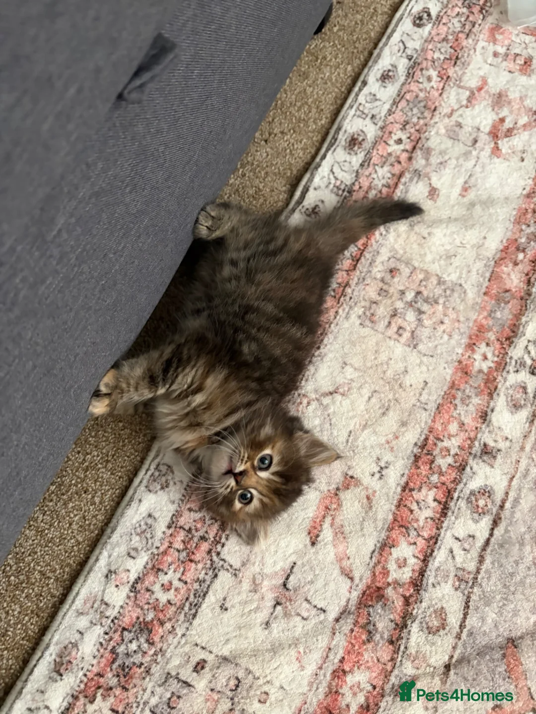 Mixed Breed cats for sale: Beautiful sociable fluff balls - Advert 2