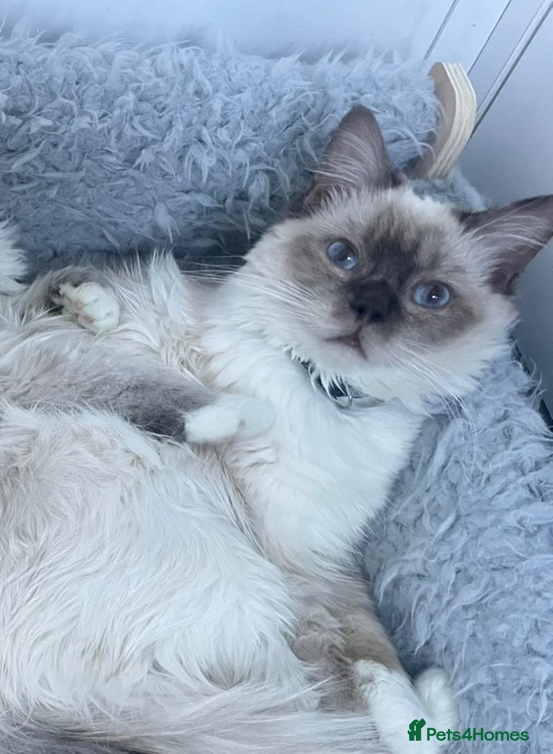 Ragdoll cats for sale: TICA registered chocolate mitted ragdoll - Advert 5