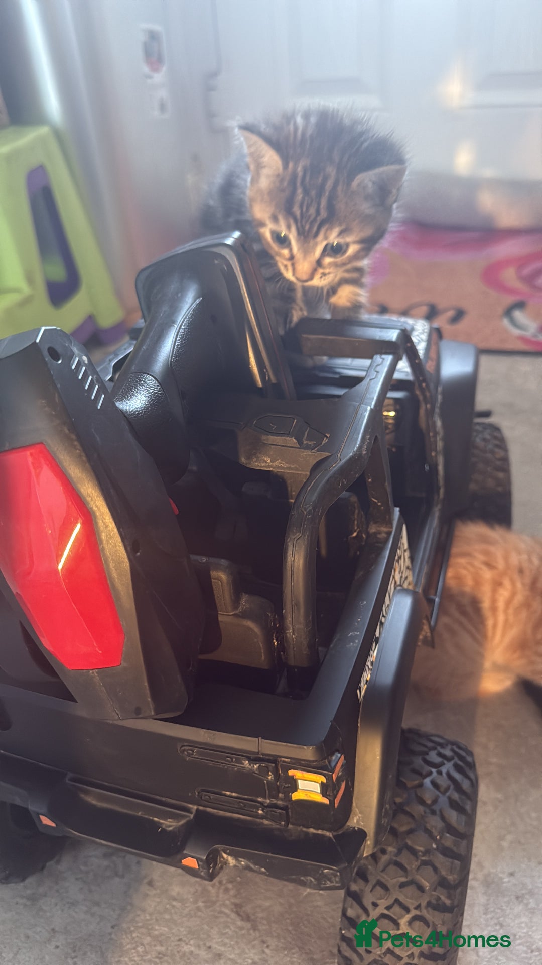 British Shorthair cats for sale: Gorgeous kittens  - Advert 10