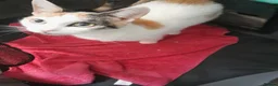 Domestic Shorthair cats for sale: Female coloured kitten in Norwich - Advert 2