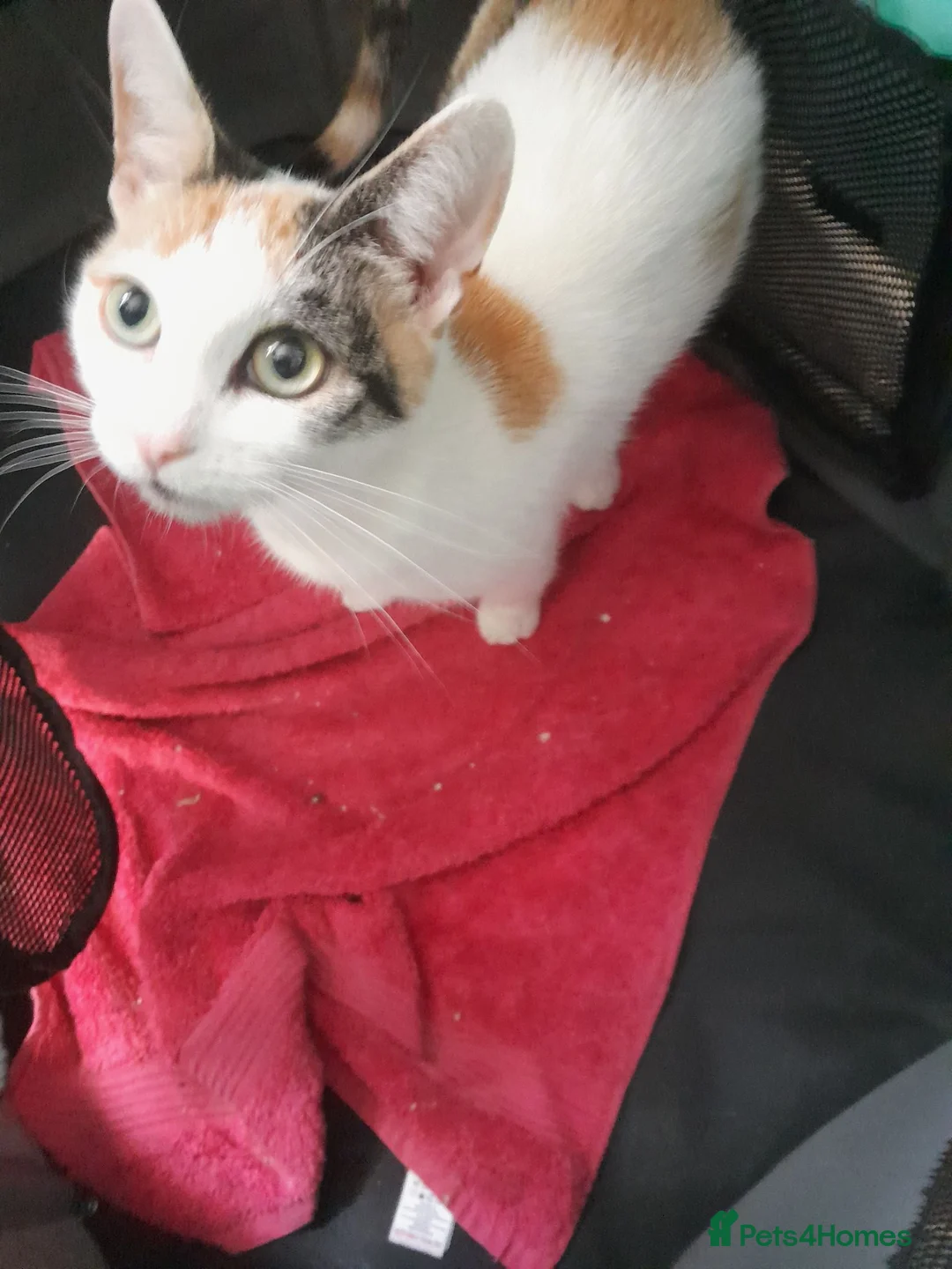Domestic Shorthair cats for sale: Female coloured kitten in Norwich - Advert 2