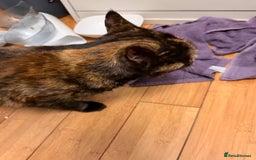 Mixed Breed cats for sale: Two female kittens for sale - Image 9
