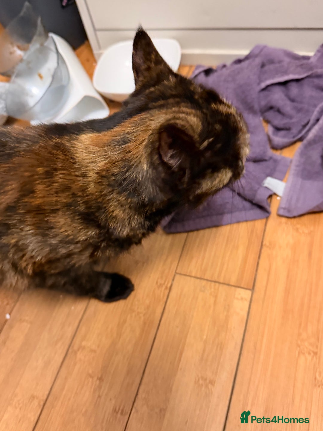 Mixed Breed cats for sale: Two female kittens for sale - Image 9