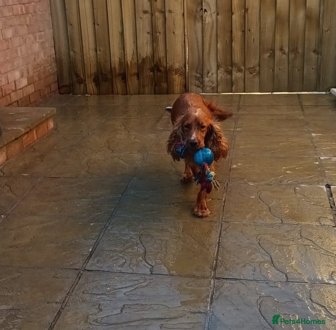 Cocker Spaniel dogs for sale: 2 Females Cocker Spaniel For Rehoming - Advert 4