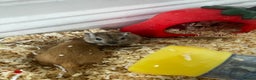 Gerbil rodents for sale: 2 female gerbils by blood sisters  - Advert 17