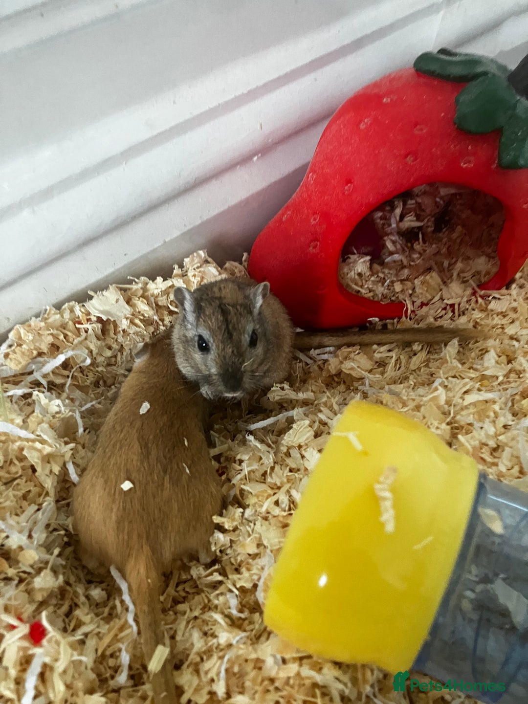 Gerbil rodents for sale: 2 female gerbils by blood sisters  - Advert 17