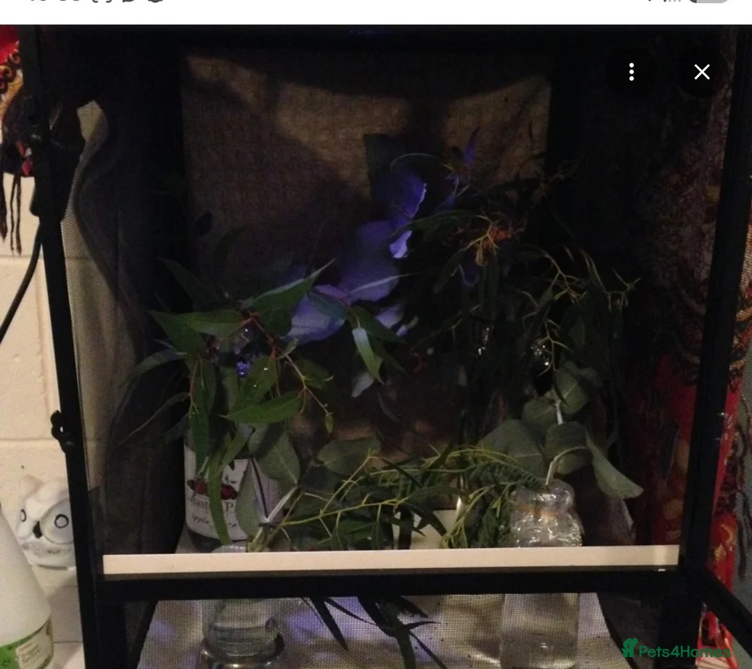 Mixed Breed reptiles for sale: Prickly stick insects - Advert 1