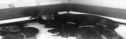 Miniature Dachshund dogs for sale: Miniature Dachshund Puppies - Advert 5