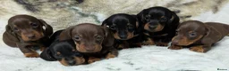 Miniature Dachshund dogs for sale: Quality KC/ PRA clear Miniature Dachshund Puppies  - Advert 20