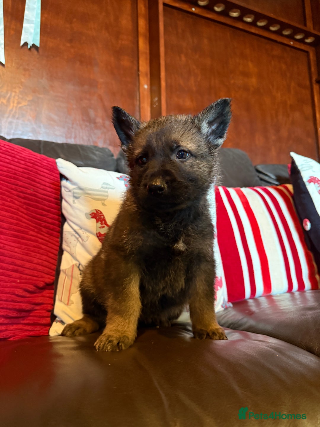 German Shepherd dogs for sale: Beautiful kc reg working line German shepherds  - Advert 7