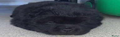 Chow Chow 1