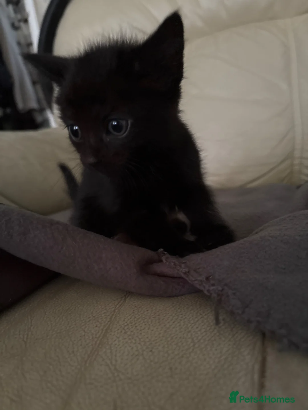 Domestic Shorthair cats for sale: Cleo the cat - Advert 2