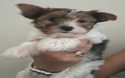 Yorkshire Terrier dogs for sale: Colourful Yorkshire terrier  - Image 12