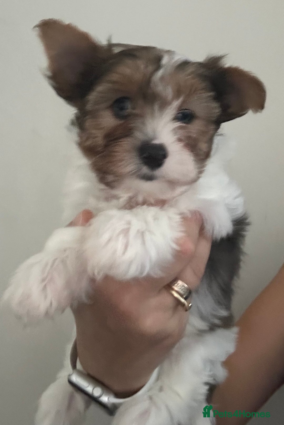 Yorkshire Terrier dogs for sale: Colourful Yorkshire terrier  - Image 12