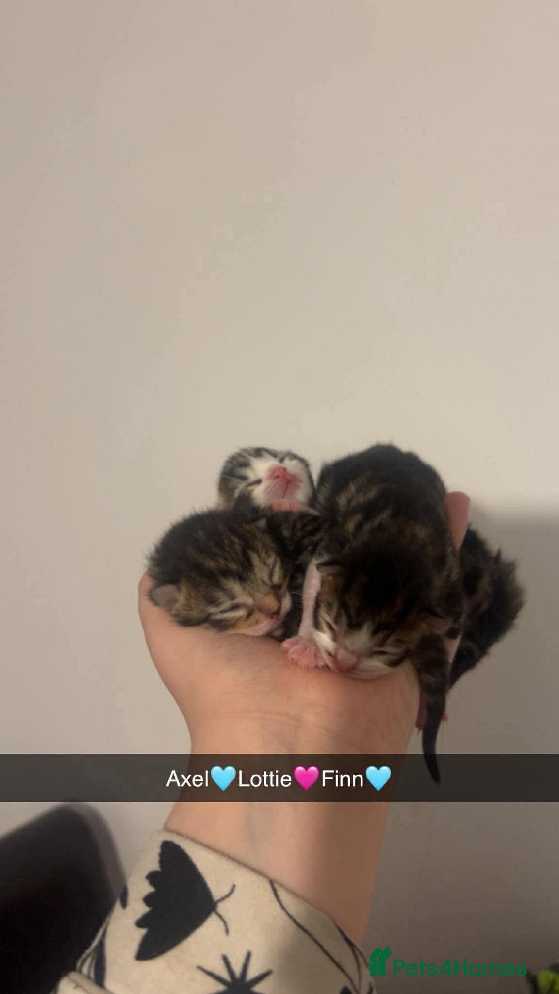 Mixed Breed cats Mixed kittens 1/4 Mainecoon  - Advert 9