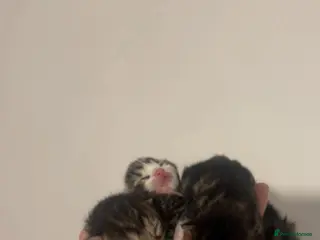 Mixed Breed cats Mixed kittens 1/4 Mainecoon - Advert 9