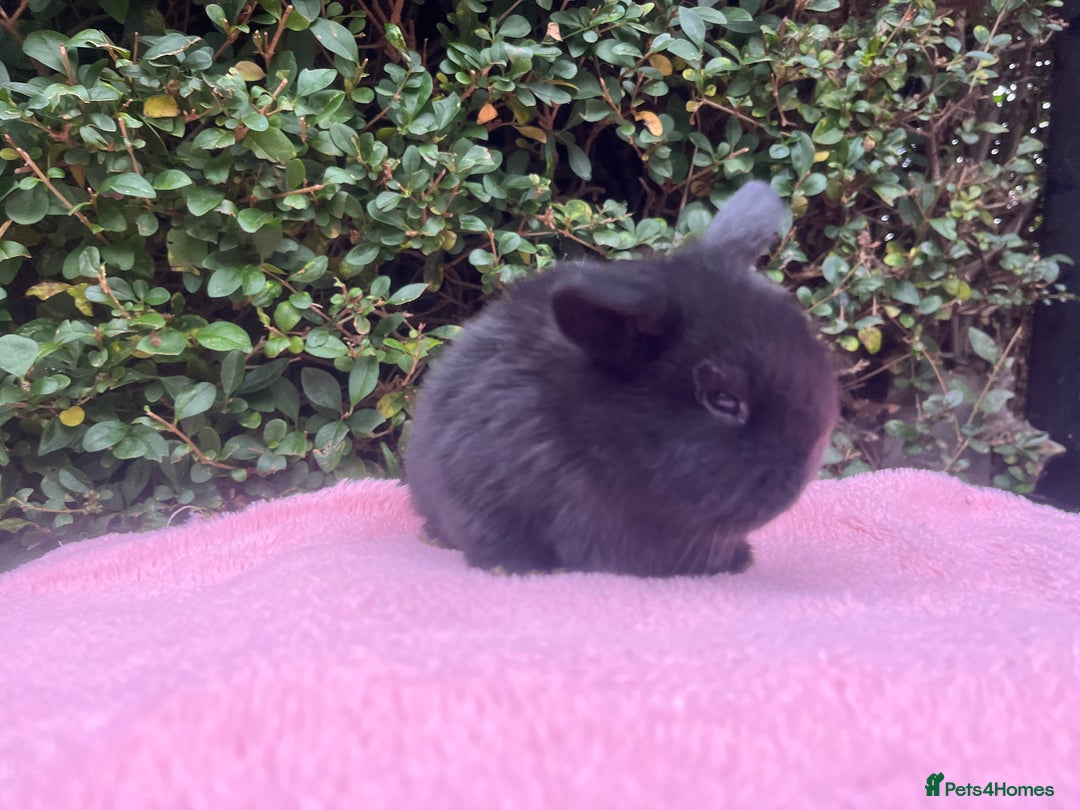 Mini Lop rabbits for sale: Mini lops and mini double maned lionheads  - Image 3