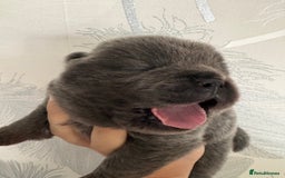 Chow Chow dogs for sale: Quality chow chow pups - Image 13