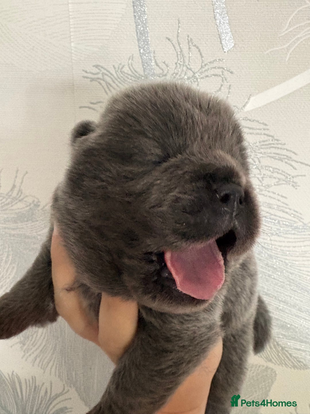 Chow Chow dogs for sale: Quality chow chow pups - Image 13