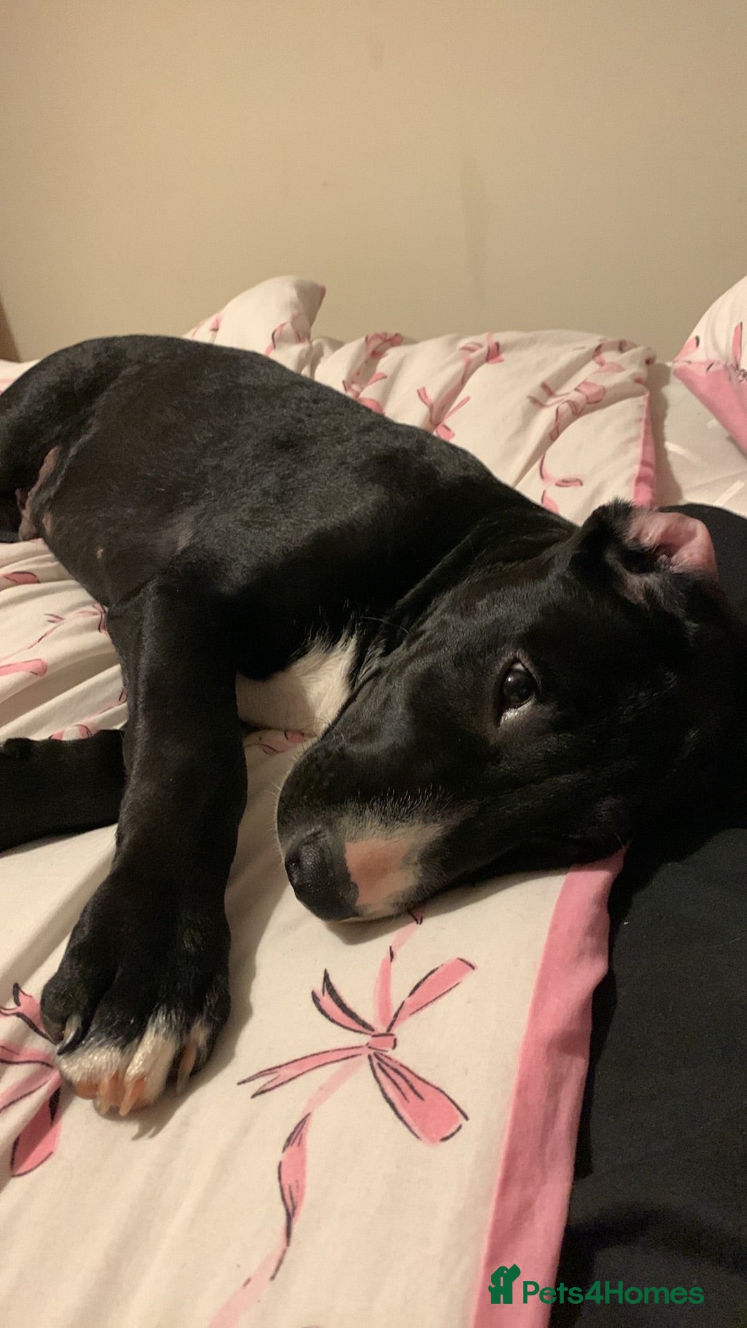 Mixed Breed dogs Lab x bull terrier - Advert 1