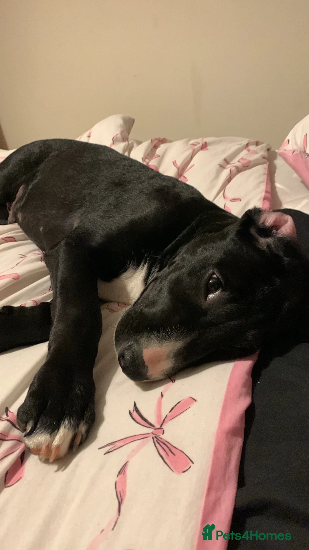 Mixed Breed dogs for sale: Lab x bull terrier - Advert 1