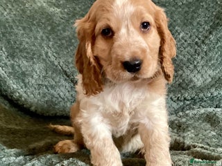 Cocker Spaniel dogs Cocker Spaniel Pups - Advert 8