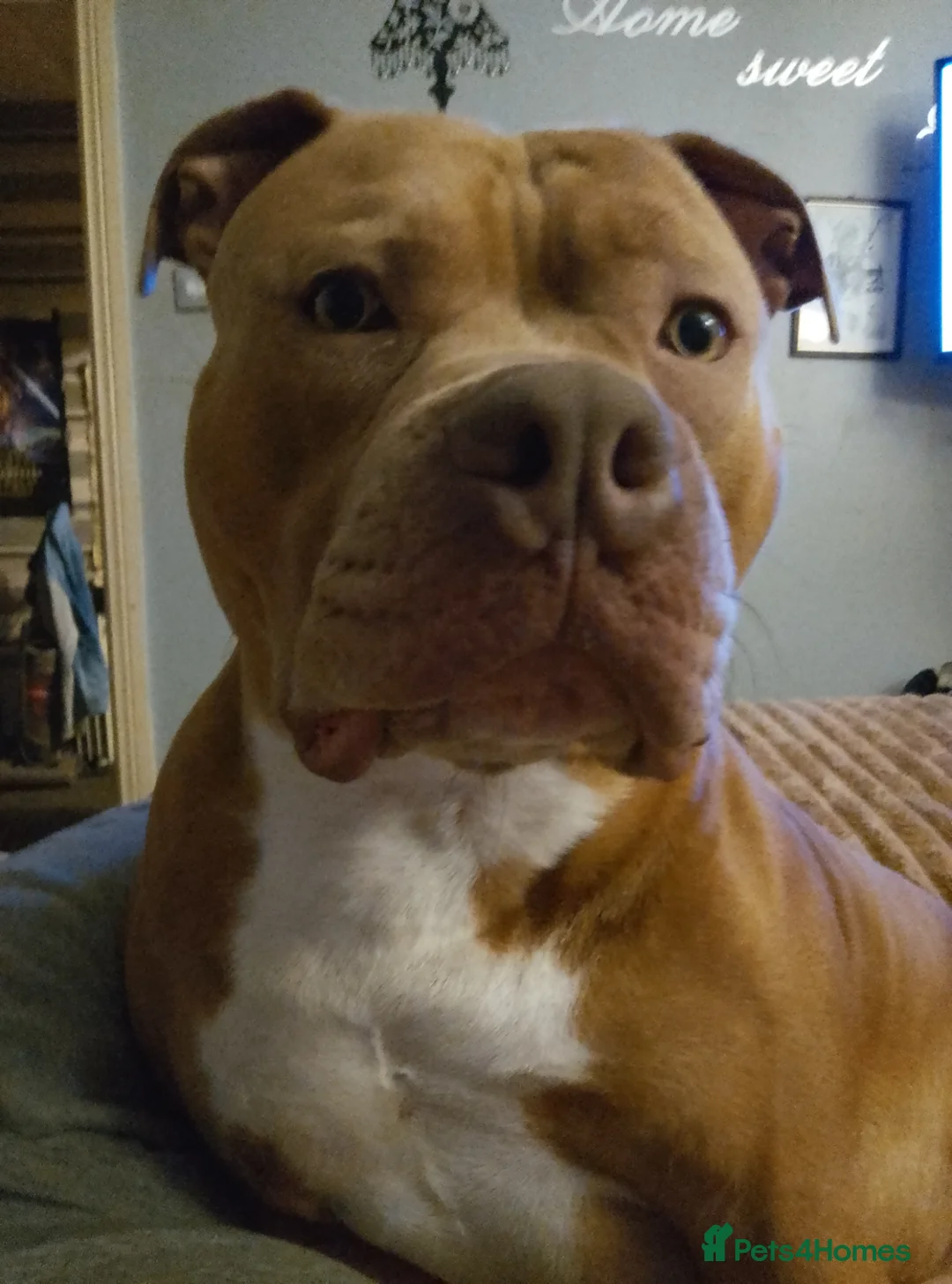 Mixed Breed dogs for sale: Bull /staffy in Sunderland - Advert 5