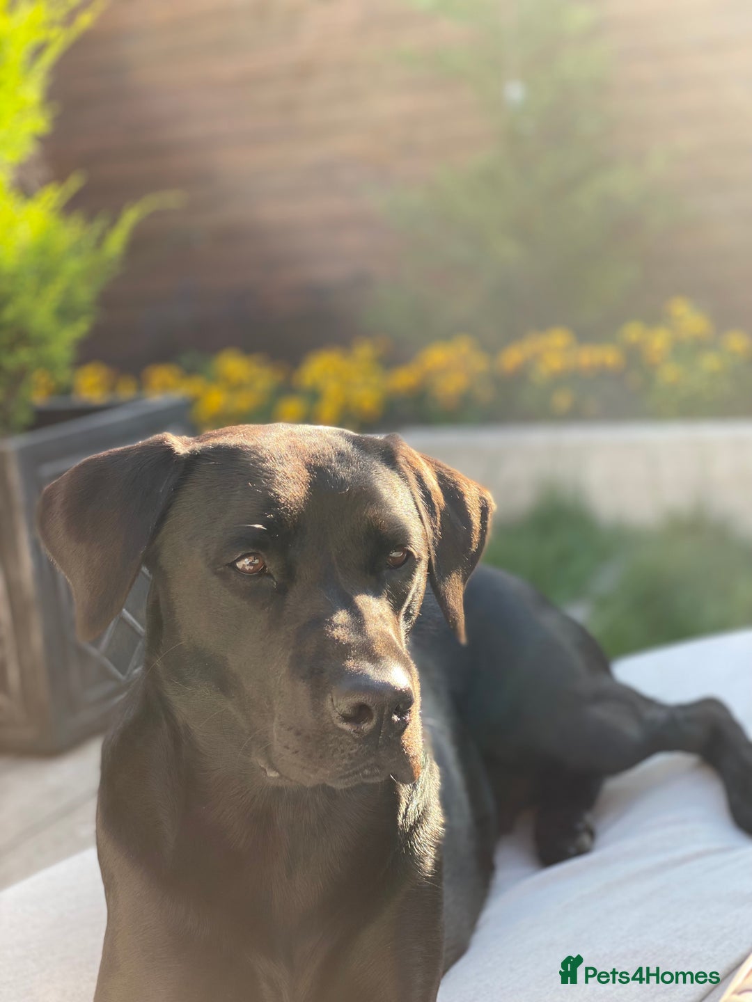 Labrador Retriever dogs for sale: Labrador Puppies - 1 Male & 3 Females Available - Advert 2