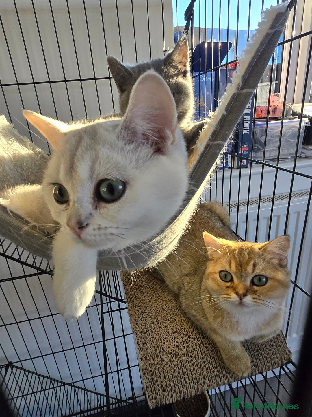 British Shorthair cats for sale: Only Alaskian Ice now available  - Advert 9