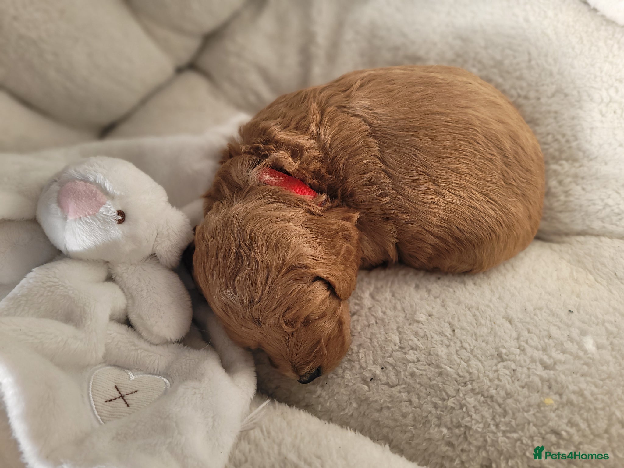 Mini Goldendoodle dogs Pretty Goldendoodle female f1  - Advert 2