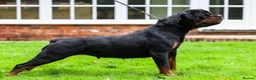 Rottweiler dogs for sale: 🤩 Elite Level XXL Rottweiler puppies 🤩 - Advert 20