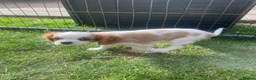 Cavalier King Charles Spaniel dogs for sale: Blenheim Cavalier King Charles Spaniels - Advert 6