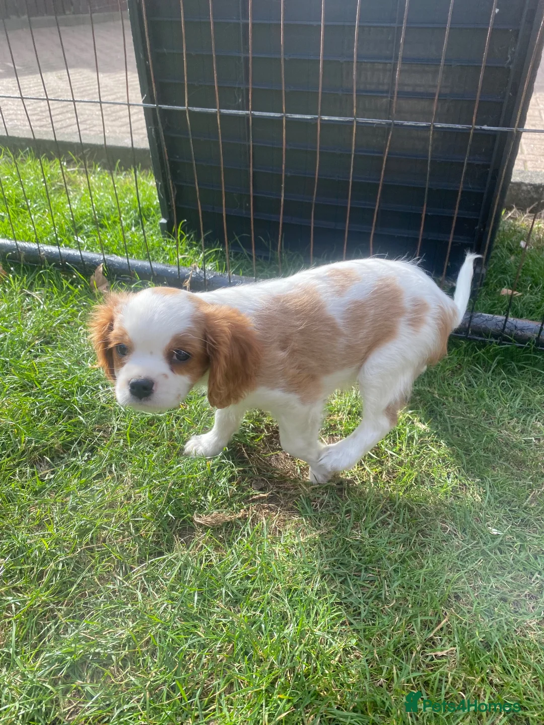 Cavalier King Charles Spaniel dogs for sale: Blenheim Cavalier King Charles Spaniels - Advert 6