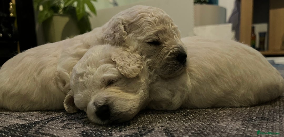 Bichon Frise dogs for sale: Bichon frise - Advert 6